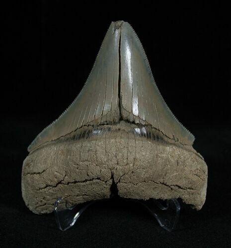 Inch Lee Creek Megalodon Tooth #1389